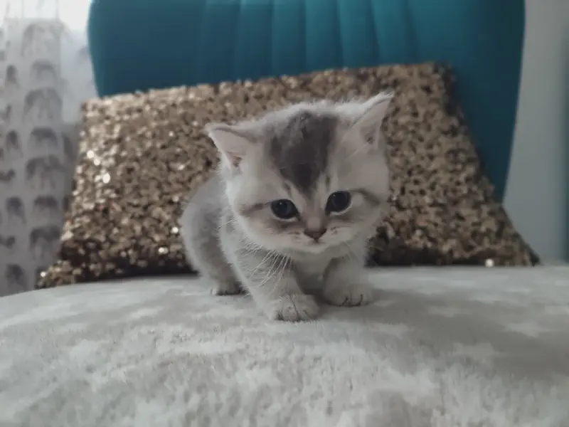 Featured image of post Kitten 08.2023