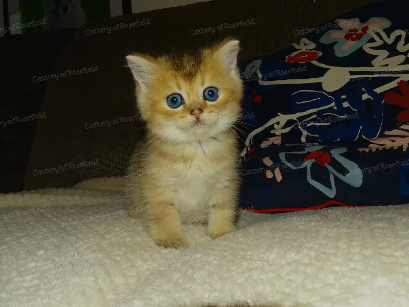 Featured image of post Wie Sie Ihrem Kätzchen beim Einzug helfen können